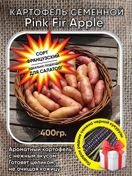 Дикий картофель Еловое Яблоко, Pink Fir Apple, 400 гр, 400 г