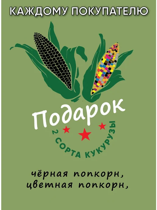 Дикий картофель Еловое Яблоко, Pink Fir Apple, 400 гр, 400 г, фото 2