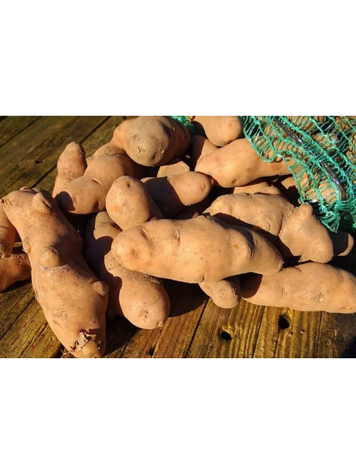 Дикий картофель Еловое Яблоко, Pink Fir Apple, 400 гр, 400 г, фото 6