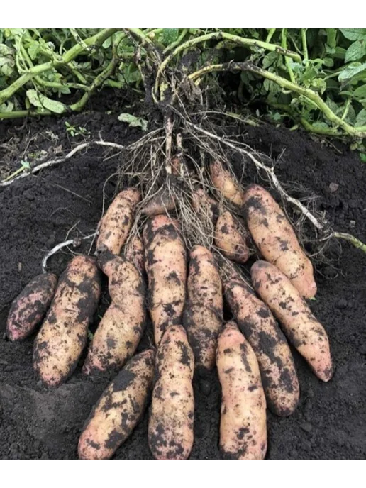 Дикий картофель Еловое Яблоко, Pink Fir Apple, 400 гр, 400 г, фото 8