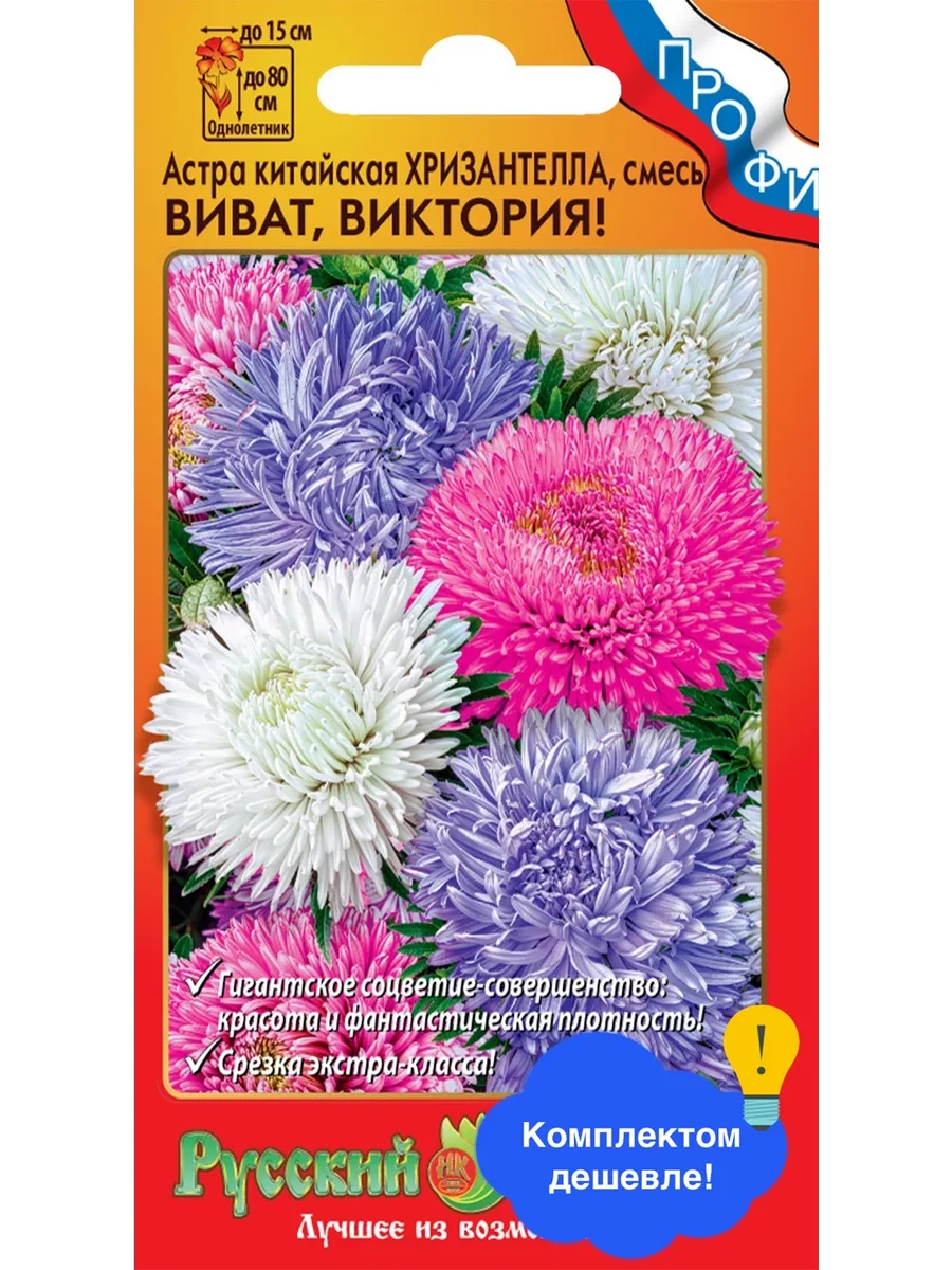 Цветы Астра китайская Хризантелла