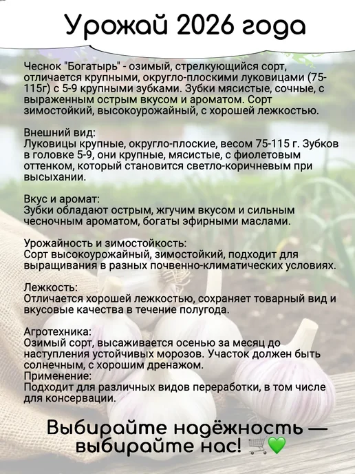 Веселый садовник Чеснок на посадку под зиму крупный Богатырь 0,5 кг, 500 г, фото 2