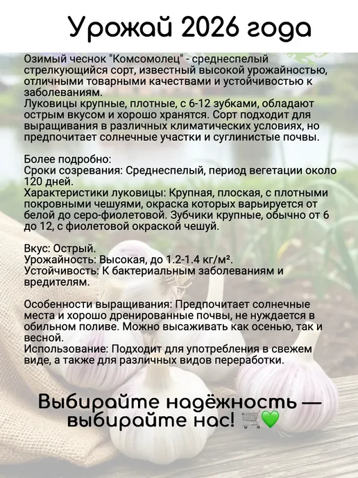 Веселый садовник Чеснок на посадку под зиму крупный Комсомолец 0,5 кг, 500 г, фото 2