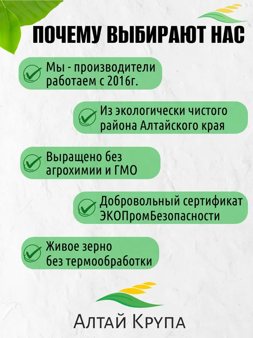 АлтайКрупа.РФ Чечевица желтая шлифованная 2 кг, 2 кг, фото 6