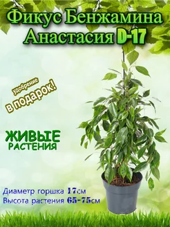 Фикус Бенжамина Анастасия D-17 Это наш сад 360191842 купить за 4 873 ₽ в интернет‑магазине Wildberries