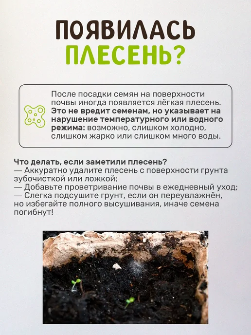 Сад на окне Эвкалипт лимонный Набор для выращивания растений, вариант, фото 2