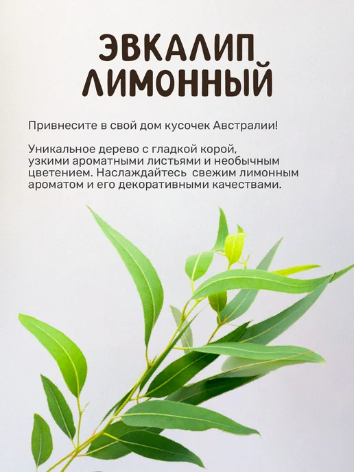 Сад на окне Эвкалипт лимонный Набор для выращивания растений, вариант, фото 6