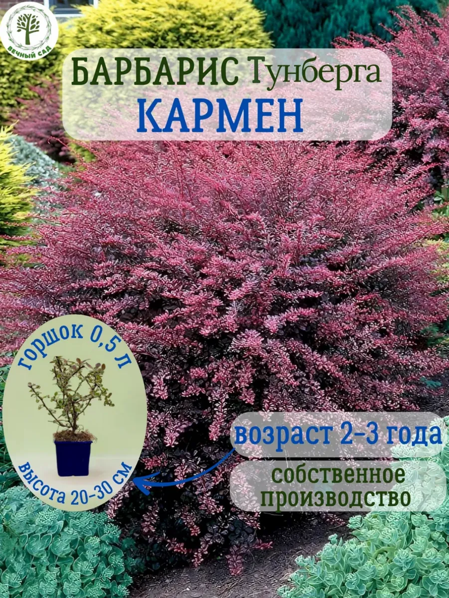 Барбарис Тунберга Кармен