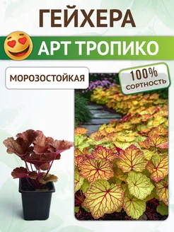 Гейхера саженец Арт Тропико Питомник растений Русь 362169419 купить за 400 ₽ в интернет‑магазине Wildberries