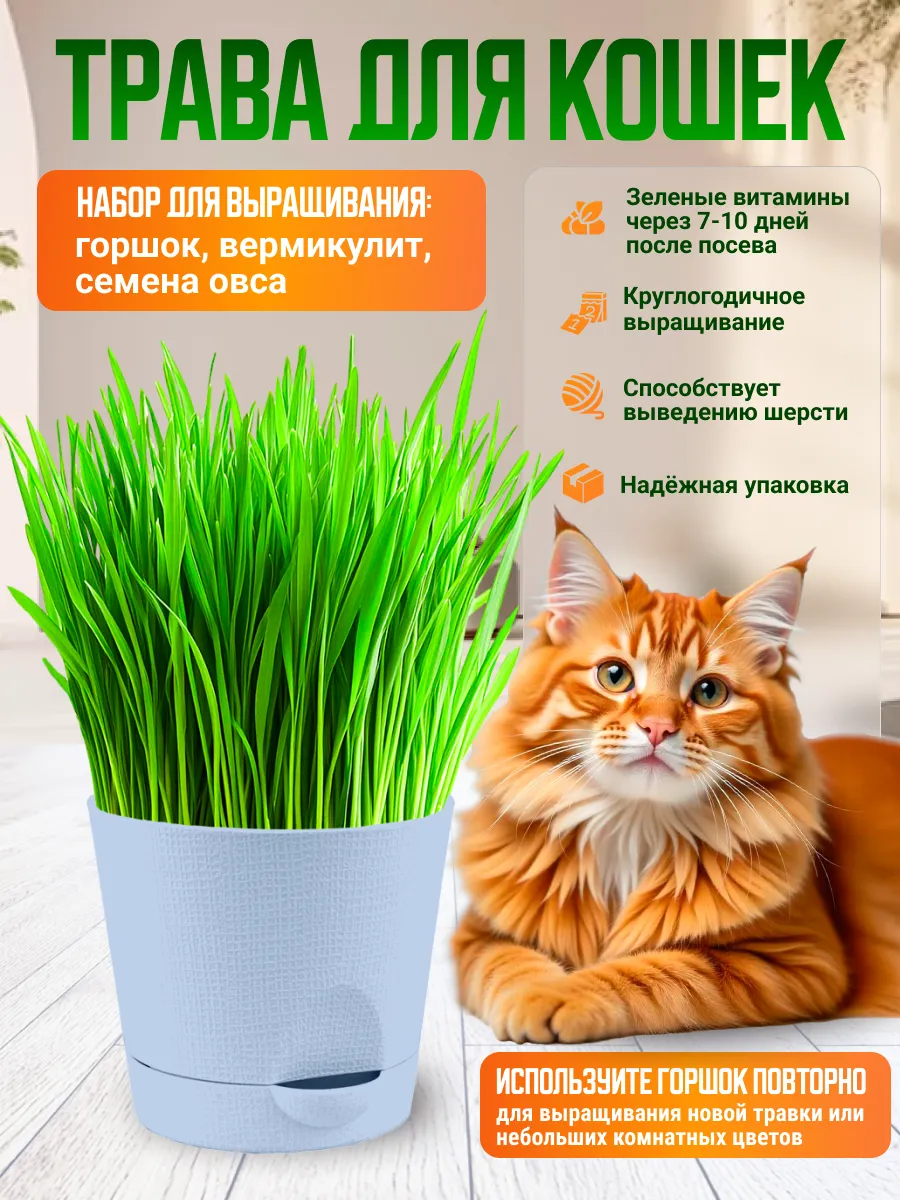 Трава для кошек набор для выращивания Светло-синий