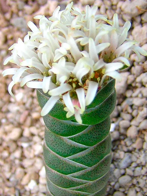 Стильные горшочки Crassula columnaris (набор для выращивания), 10 шт, фото 2