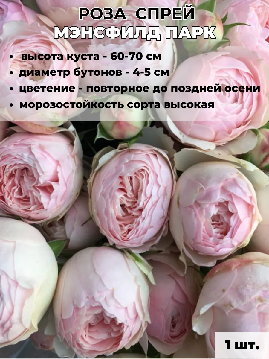 Роза Спрей Мэнсфилд парк, саженец 1 штука