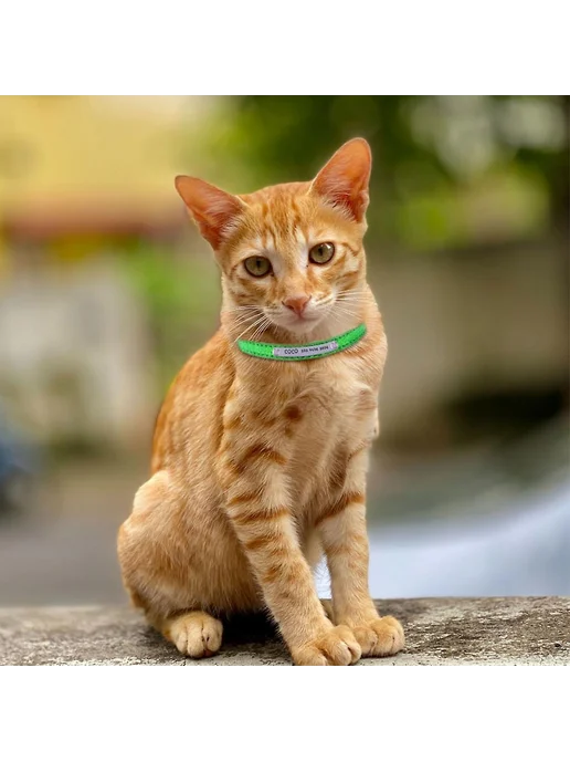 Элегантный кошачий ошейник с ИД Р XL Цв Золотой, золотой, фото 3