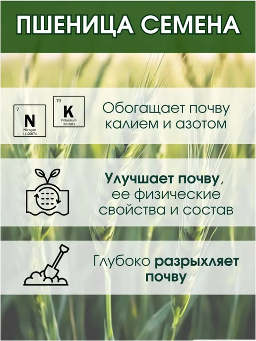 Склад Полезных Продуктов Сидерат Пшеница 10 кг, 10 кг, фото 2