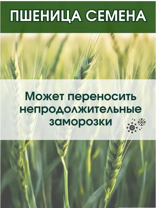 Склад Полезных Продуктов Сидерат Пшеница 10 кг, 10 кг, фото 3