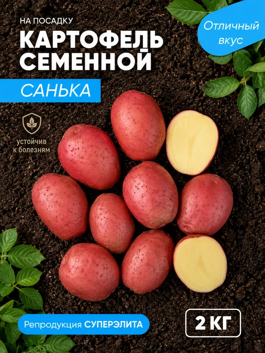 Картофель семенной клубни на посадку Санька, вариант