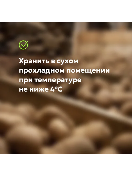 Картофель семенной клубни на посадку Санька, вариант, фото 5