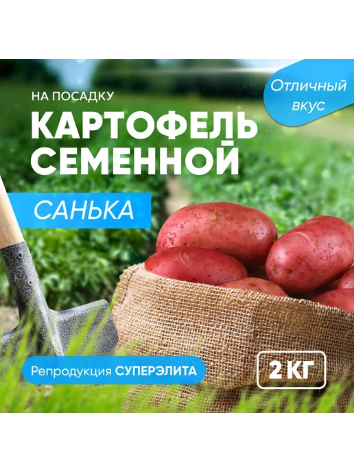 Картофель семенной клубни на посадку Санька, вариант, фото 6