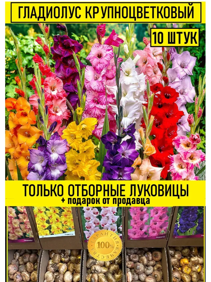 Гладиолус луковицы отборные микс сортов 10 шт