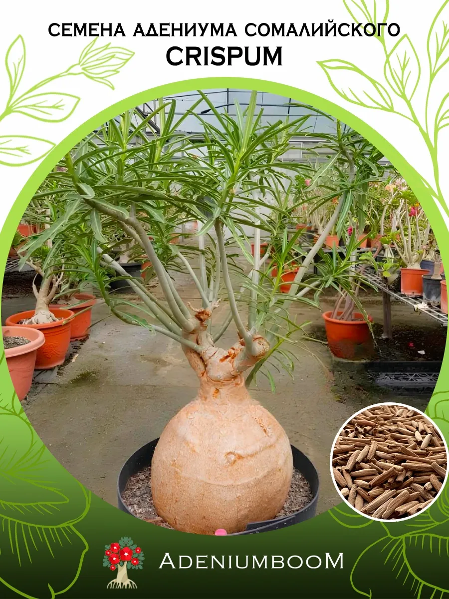 Семена Адениума Сомалийского Crispum (2 шт.)
