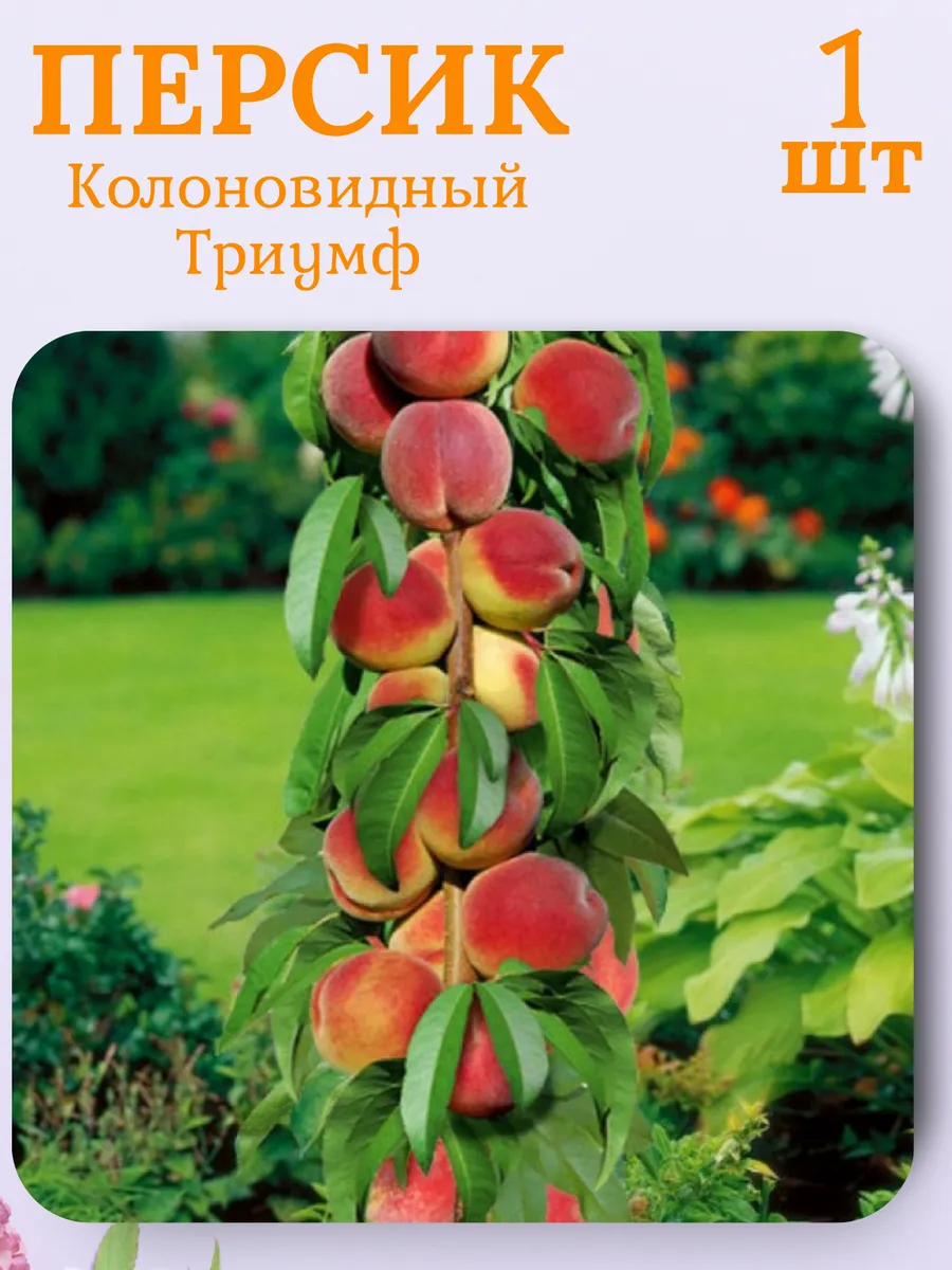 Персик саженец, плодовые деревья 1 шт