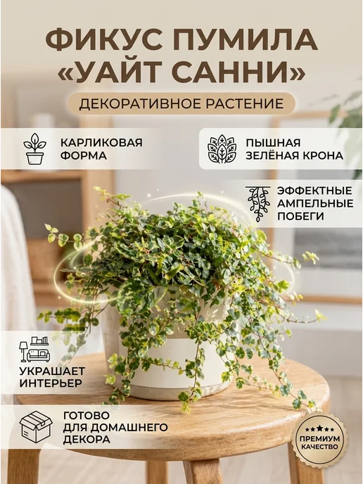 Фазенда Гарден Фикус пумила Уайт Санни 1шт, саженцы ЗКС, 1 шт