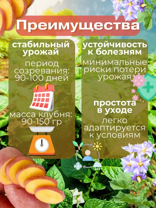 Картофель 21 Семенной Картофель Родриго 7 кг, 7 кг, фото 2