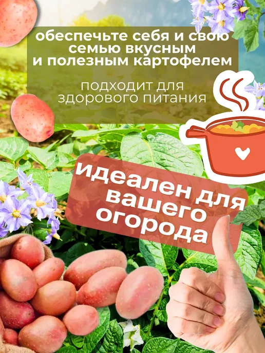 Картофель 21 Семенной Картофель Родриго 7 кг, 7 кг, фото 3