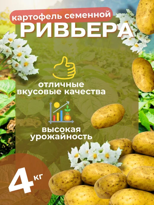 Семенной Картофель Ривьера 4 кг, 4 кг