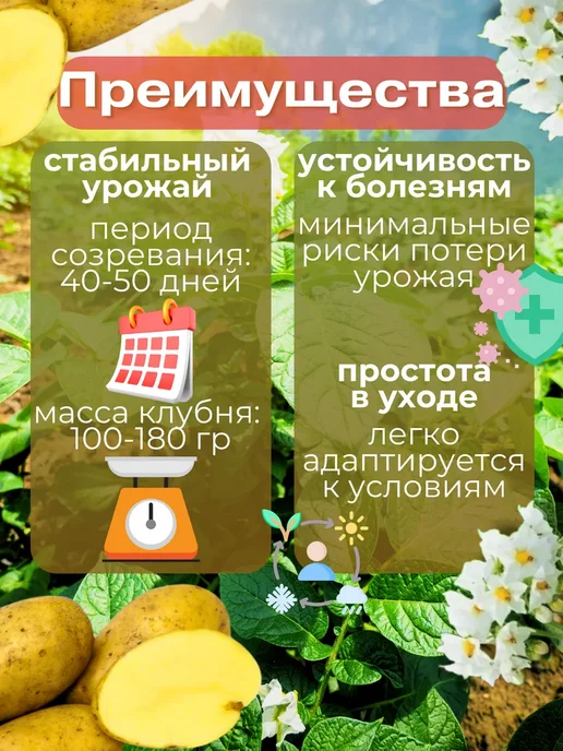 Семенной Картофель Ривьера 4 кг, 4 кг, фото 2