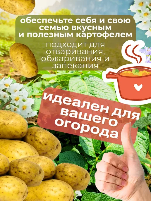 Семенной Картофель Ривьера 4 кг, 4 кг, фото 3