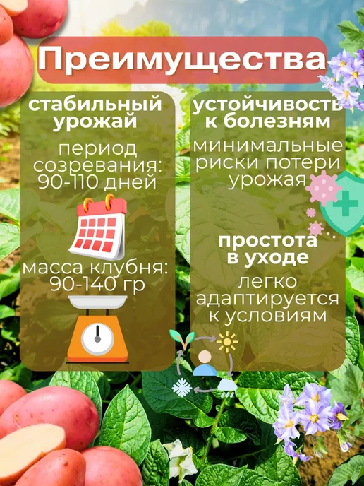 Семенной картофель Ред Анна 7 кг, 7 кг, фото 2