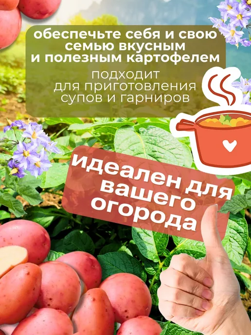 Семенной картофель Ред Анна 7 кг, 7 кг, фото 3