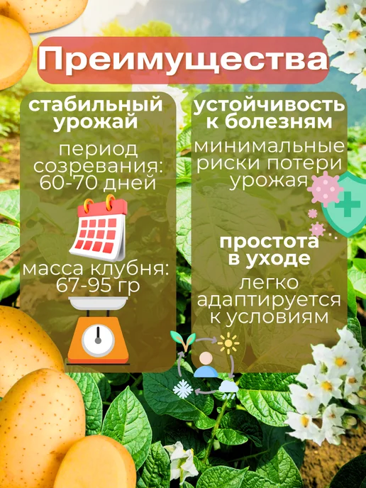 Картофель семенной Винета 7 кг, 7 кг, фото 2