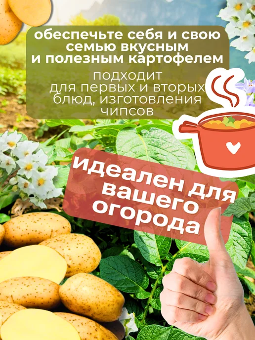 Картофель семенной Винета 7 кг, 7 кг, фото 3