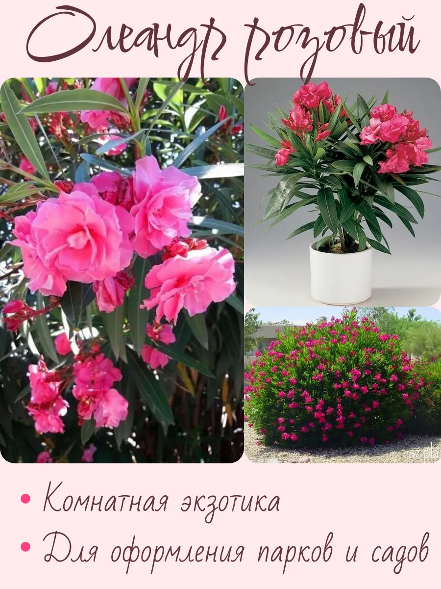 Олеандр розовый, семена 12+ шт.