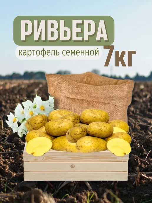Семенной Картофель Ривьера 7 кг, 7 кг