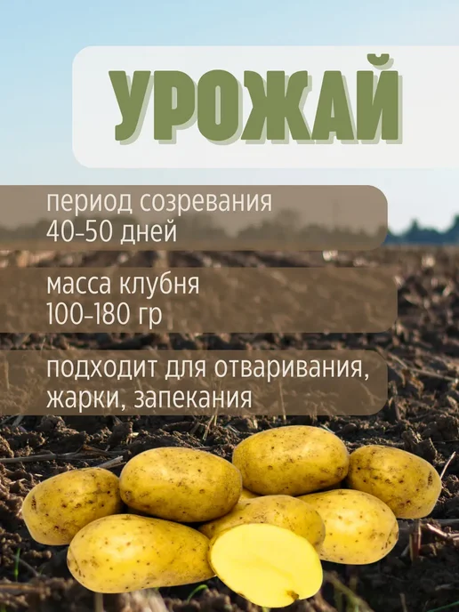 Семенной Картофель Ривьера 7 кг, 7 кг, фото 3