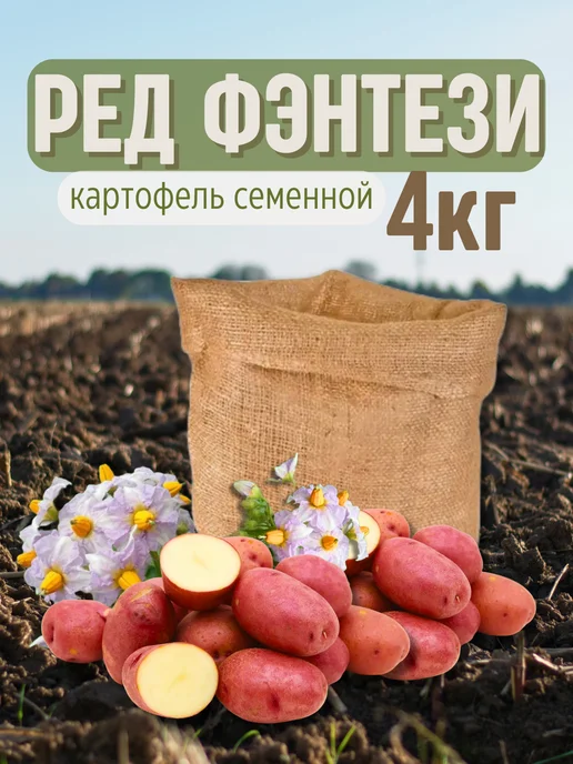 Семенной картофель Ред Фэнтези 5 кг, 4 кг