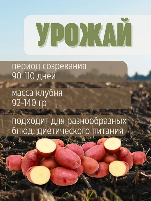 Семенной картофель Ред Фэнтези 5 кг, 4 кг, фото 3