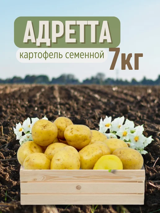 Семенной картофель Адретта 7 кг, 7 кг, адретта