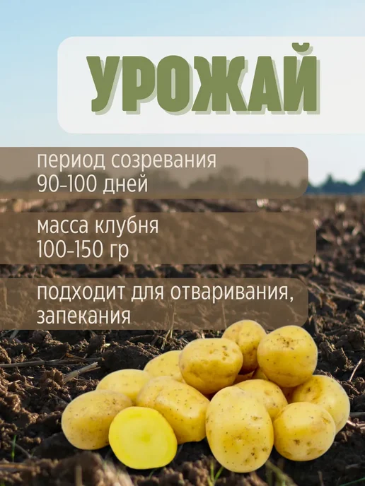 Семенной картофель Адретта 7 кг, 7 кг, адретта, фото 3