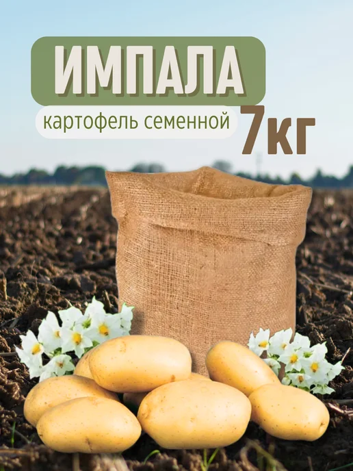 Семенной картофель Адретта 7 кг, 7 кг, импала