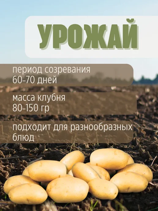Семенной картофель Адретта 7 кг, 7 кг, импала, фото 3