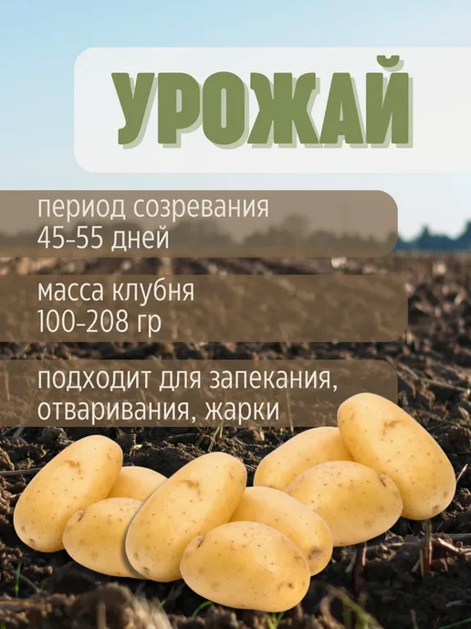 Семенной картофель Джулия 4 кг, 4 кг, фото 3