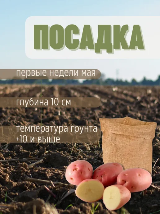 Картофель 21 Семенной Картофель БеллаРоза 7 кг, 7 кг, фото 3