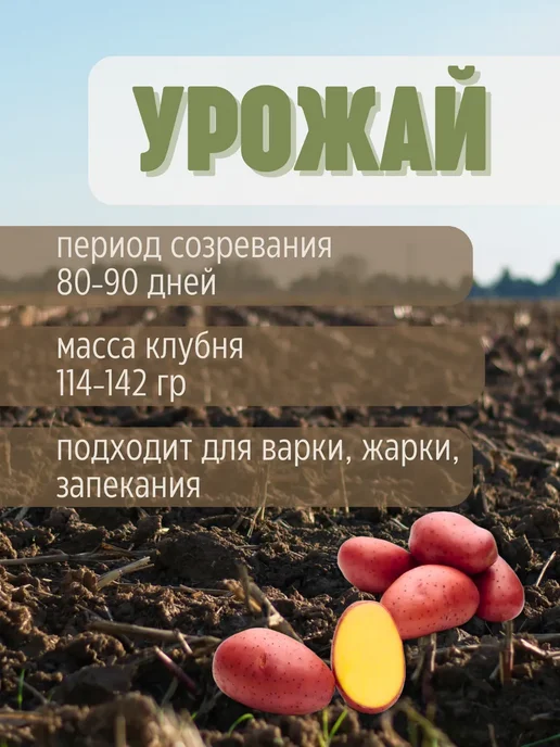 Картофель 21 Семенной Картофель Ред Леди 7 кг, 7 кг, фото 3
