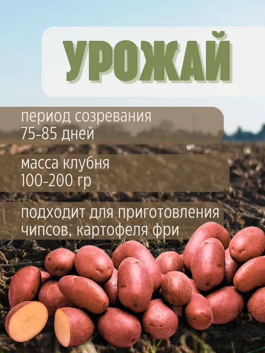 Семенной картофель Ред Стар 7 кг, 4 кг, фото 3
