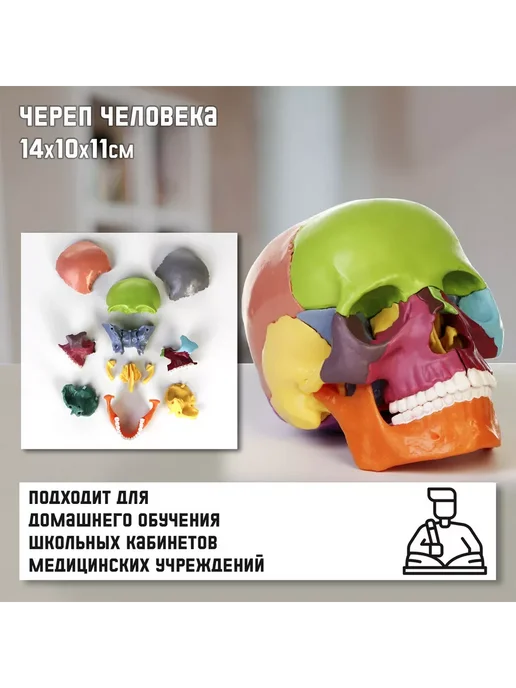 Сималенд Макет Череп человека, вариант