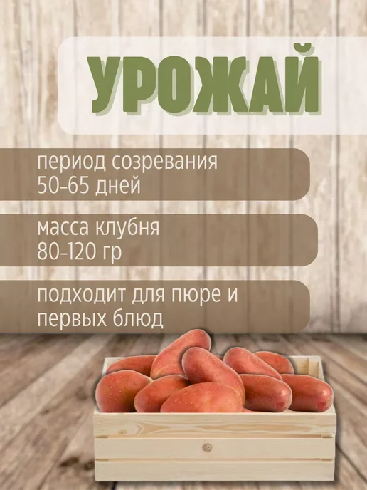 Картофель 21 Картофель семенной Ред Соня 7 кг, 7 кг, фото 3